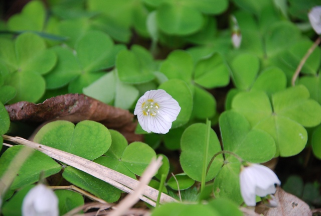 Oxalis acetosella / Acetosella dei boschi